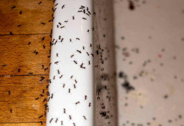 Best Wildlife Control Services  in North Corbin, KY