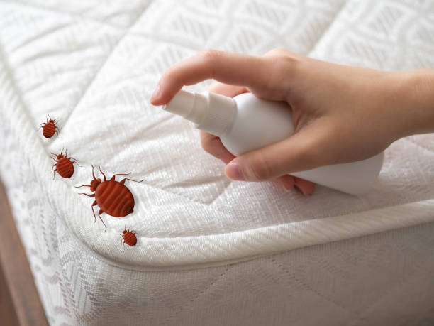 Best Spider Control Near Me  in North Corbin, KY