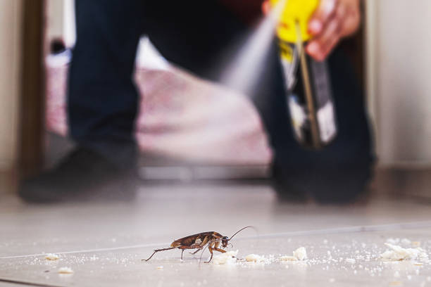 Best Mosquito Control Services  in North Corbin, KY